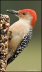 woodpecker-treats