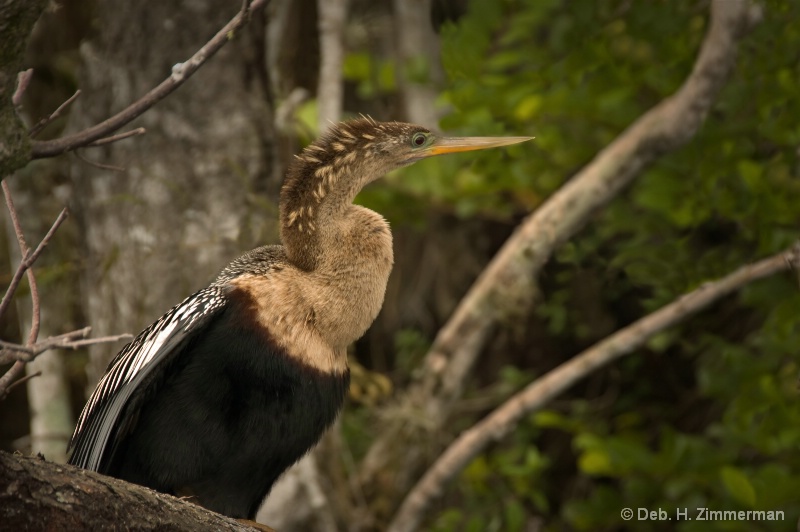 All Branches Lead to the Breeding Anhinga - ID: 12588888 © Deb. Hayes Zimmerman
