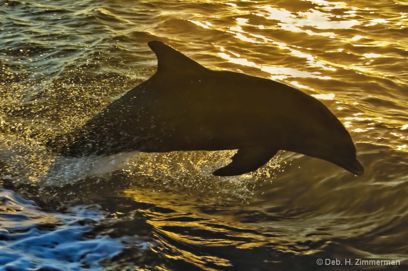 Dolphin at Sunset at 10000 Islands - ID: 12588897 © Deb. Hayes Zimmerman