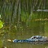 Gators of Turner River - ID: 12588975 © Deb. Hayes Zimmerman