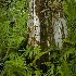 Loxahatchee cypress in ferns - ID: 12588981 © Deb. Hayes Zimmerman