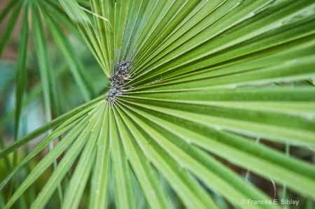 When is a plant a fan