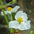 Loxahatchee wildflower-white - ID: 12589208 © Deb. Hayes Zimmerman