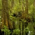 Verdant Corkscrew Swamp - ID: 12589209 © Deb. Hayes Zimmerman
