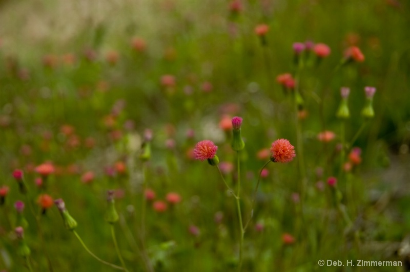 tiny Loxahatchee beauties - ID: 12589210 © Deb. Hayes Zimmerman