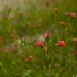 tiny Loxahatchee beauties - ID: 12589210 © Deb. Hayes Zimmerman