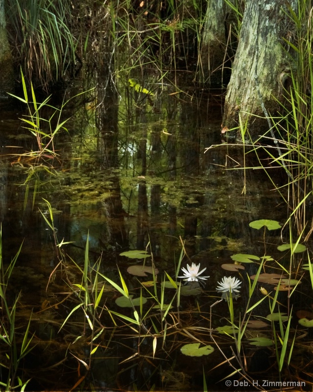 Water Lilies along the Loxahatchee River - ID: 12589214 © Deb. Hayes Zimmerman