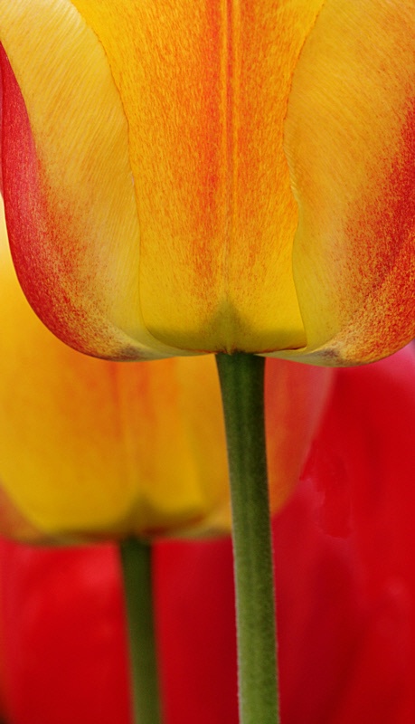 Orange tulips #2