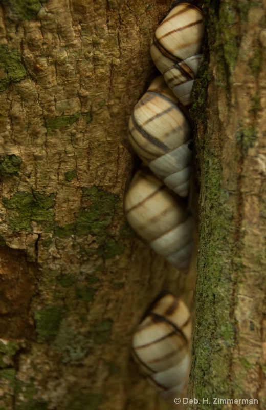 Tree Snails at Tree Snail Hammock - ID: 12589463 © Deb. Hayes Zimmerman