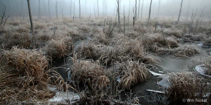 Frozen Swamp