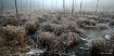 Frozen Swamp