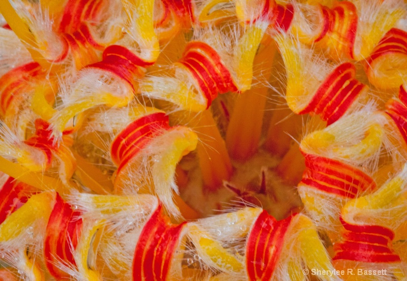 close-up of pincushion flower