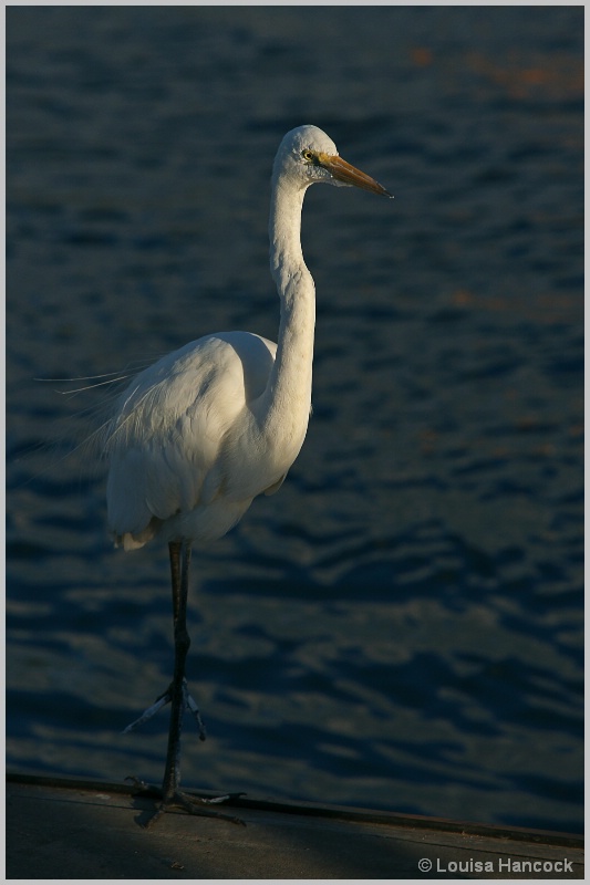 Egret