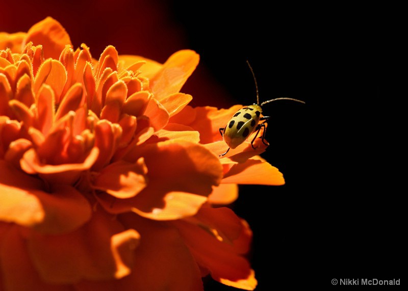 Lady on the Marigold