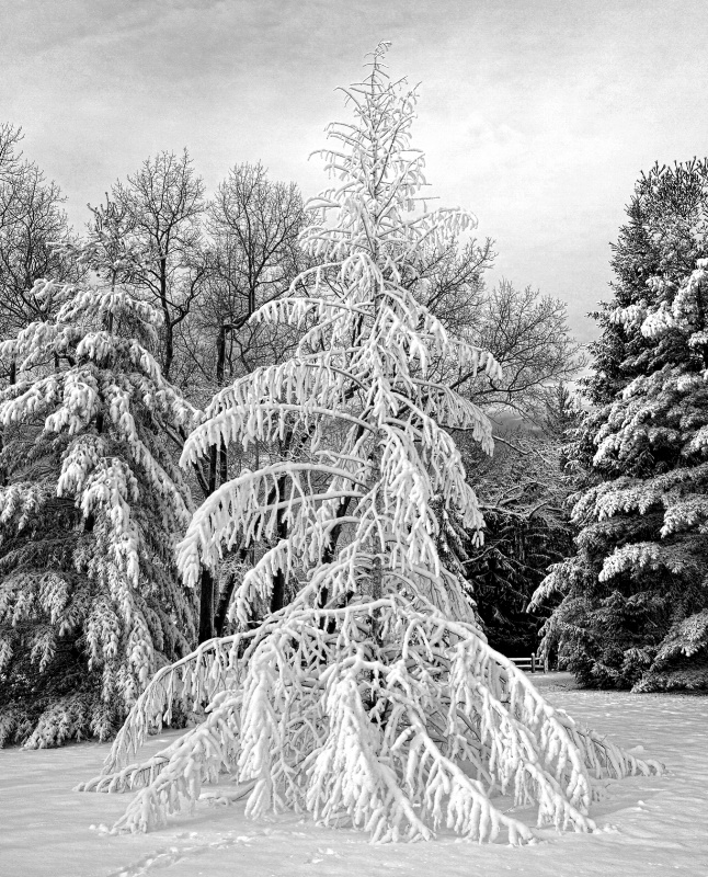 Winter Tree