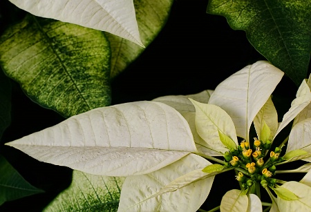  Poinsettia