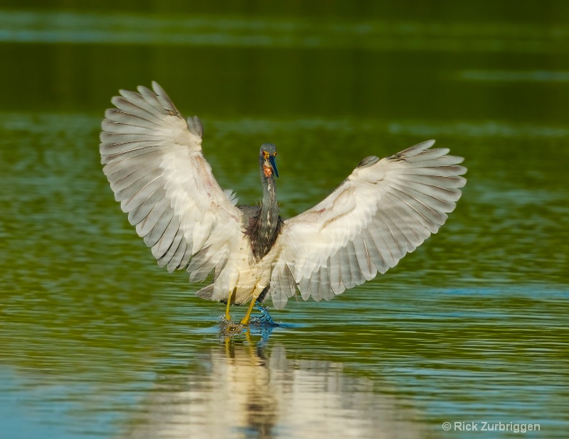 Tri-colored colored heron wings  - ID: 12592464 © Rick Zurbriggen