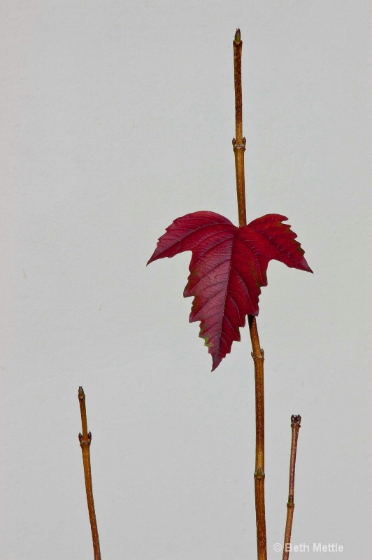 Single Red Leaf