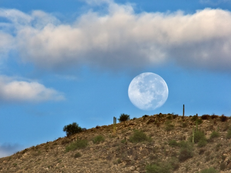 Moonset between the Saguaro