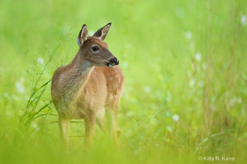 Fawn in the Grass at Valley Forge