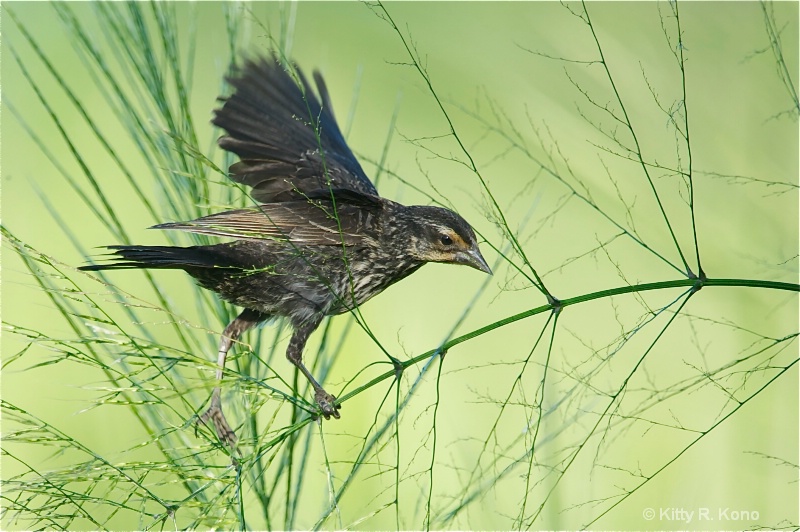 Female Redwing Blackbird on Wild Rice