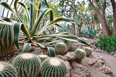 Cactus Room - Phipps Conservatory