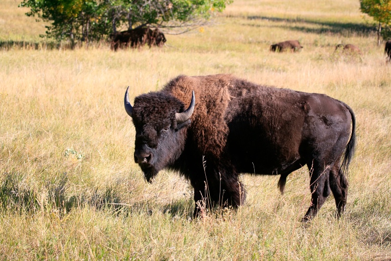 Buffalo at Custer Park