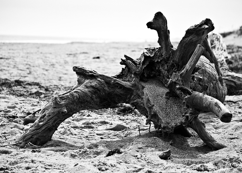 driftwood b w