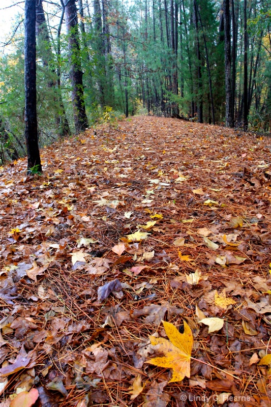 Leaves on the Forest Floor