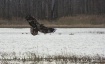 Bombay Hook Eagle