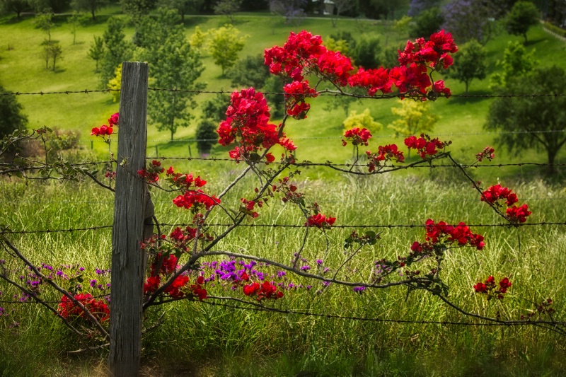 Bouganvilla at the Vineyard