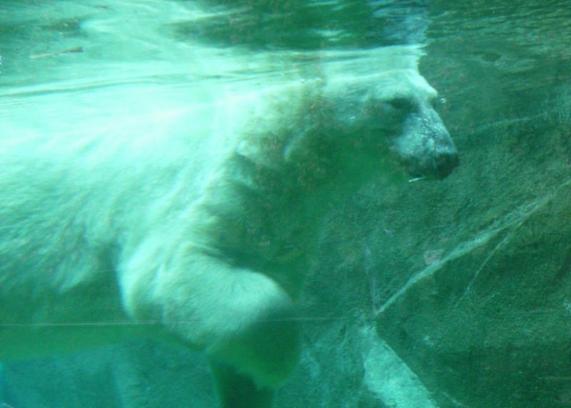 Polar Bear 1 - ID: 12595953 © John M. Hassler