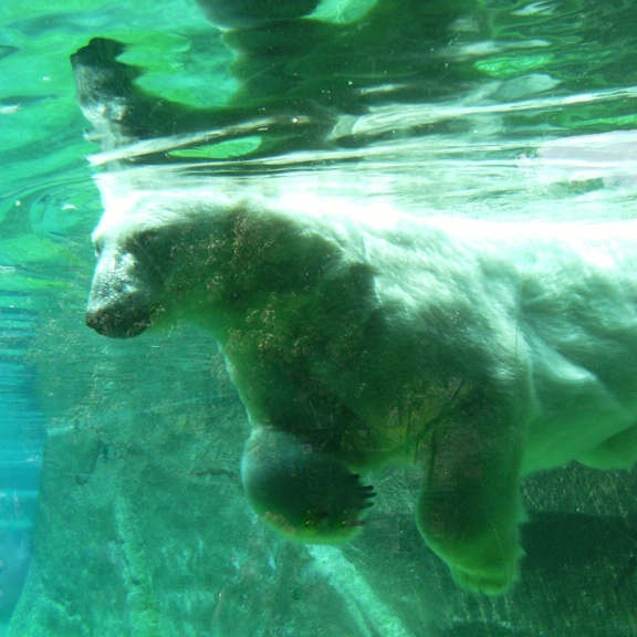 Polar Bear 2 - ID: 12595954 © John M. Hassler