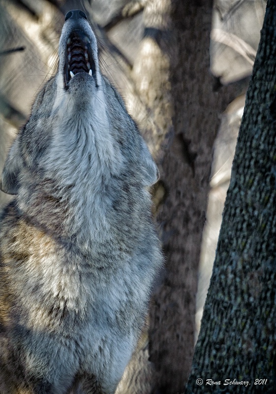 Coyote Calling