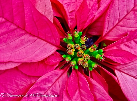 ~ ~ PINK POINSETTIA ~ ~