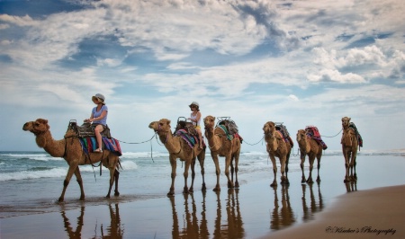 Camels on the Beach