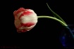  T is for Tulip