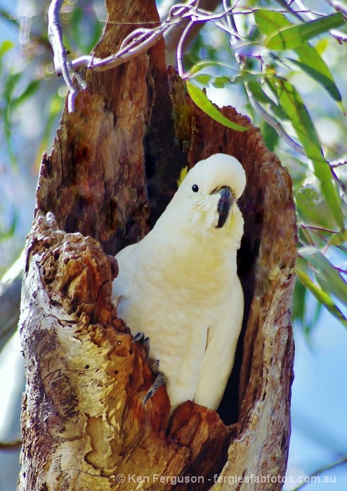 Sulphur Crested Cockatoo (Cacatua galerita)