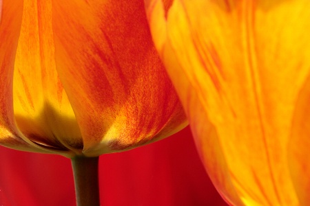 Orange tulip close-up