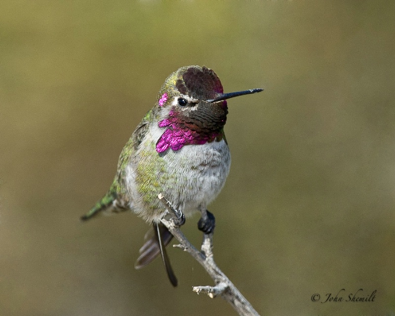 Anna's Hummingbird - Dec 6th, 2011 - ID: 12600842 © John Shemilt