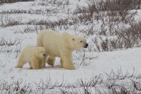 Walking In The Snow