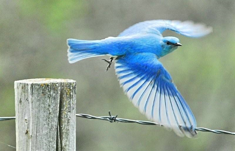 An Annoyed Bluebird - ID: 12601366 © Doug Newman