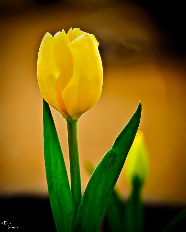 Winter Tulip