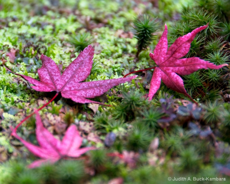 Kyoto Autumn - ID: 12605466 © Judith A. Kambara