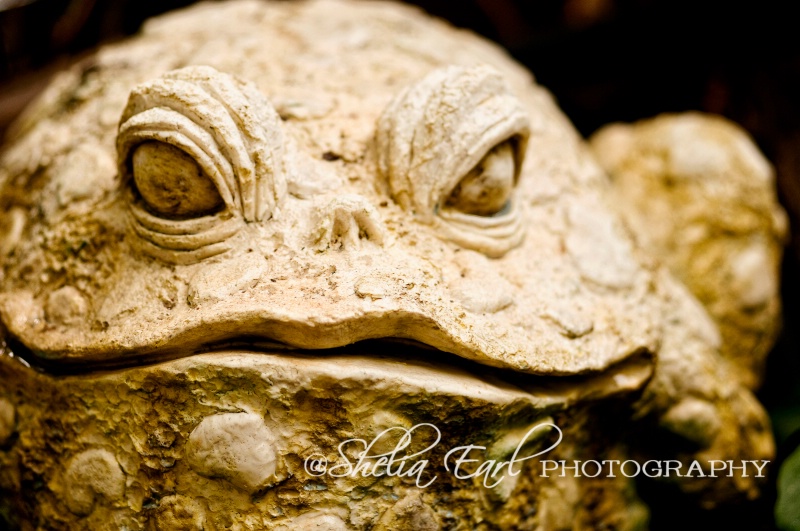 Cement Bullfrog