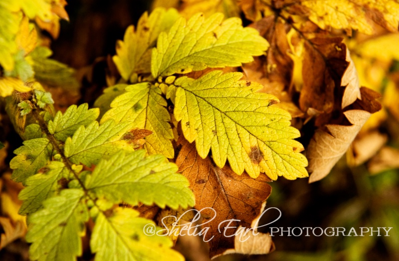 The Last of the Leaves - ID: 12606142 © Shelia Earl