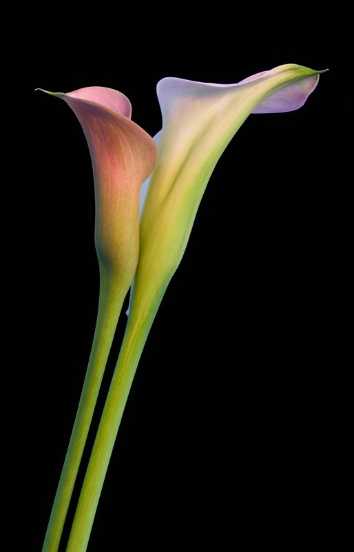 2 Calla Lilies