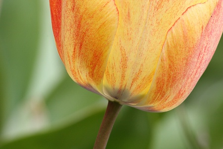 Yellow-red marbled tulip