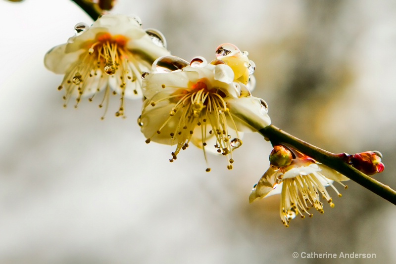 Plum Blossoms in the Rain