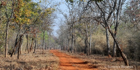 panograph  tadoba jungle tracks